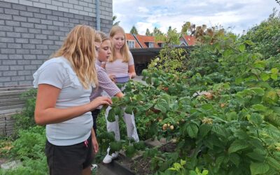 De moestuin